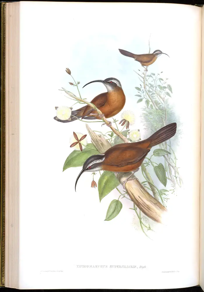 The whole sheet of volume III, plate 34, with its engraved caption