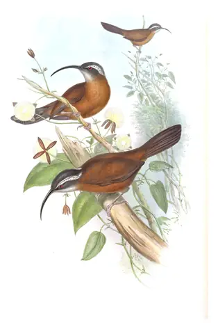 Volume III, plate 34 of Gould's The Birds of Asia: Slender-billed Scimitar-Babbler (Pomatorhinus superciliaris)