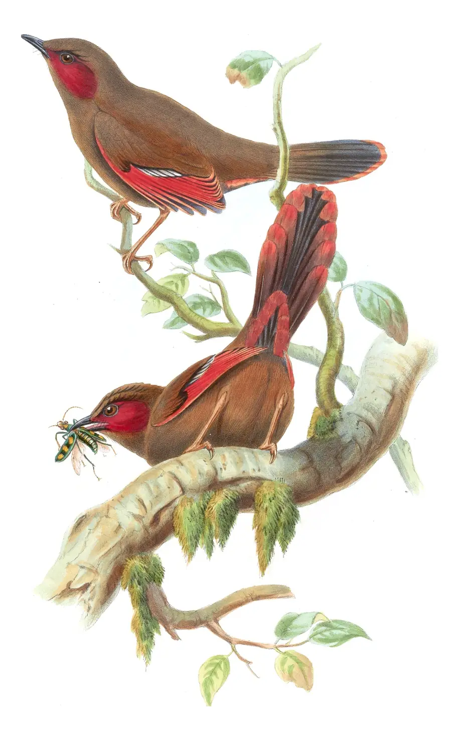 Volume III, plate 35 of Gould's The Birds of Asia: Red-faced Liocichla (Liocichla phoenicea)