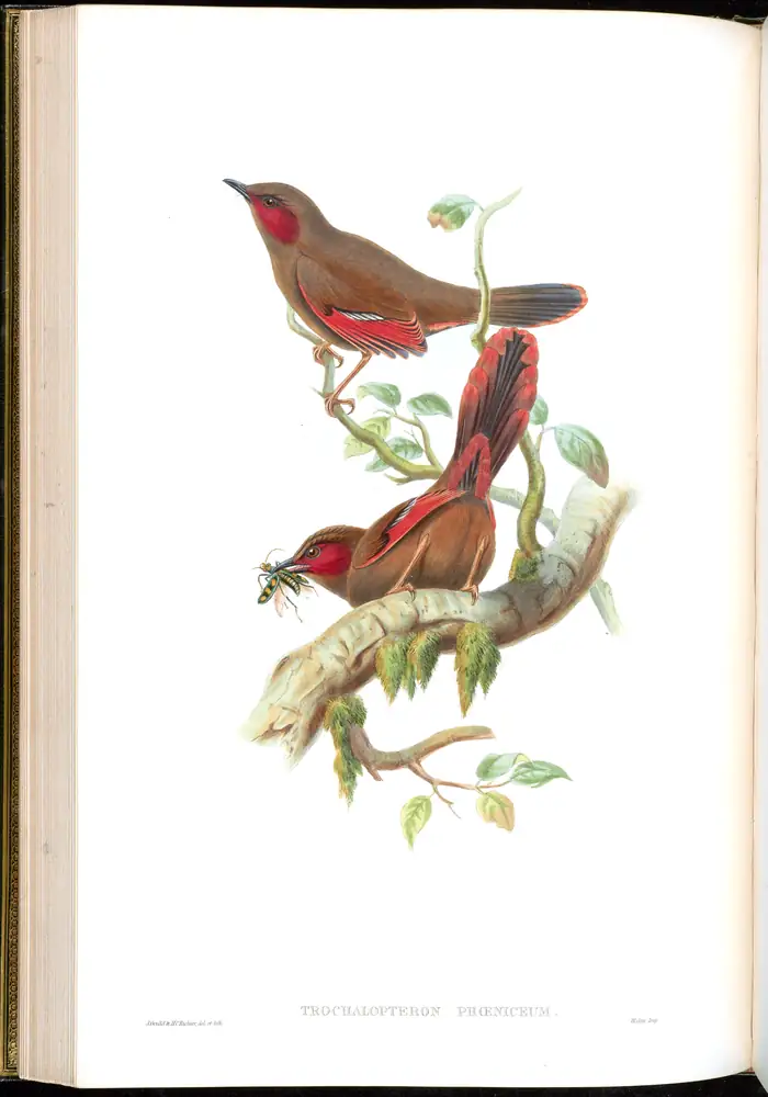 The whole sheet of volume III, plate 35, with its engraved caption