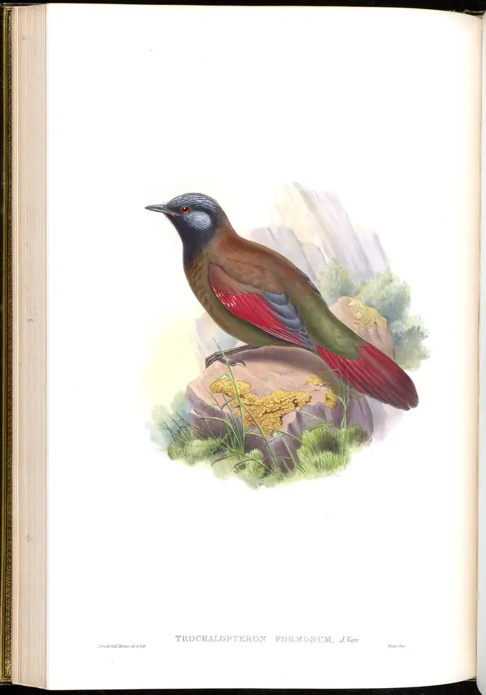The whole sheet of volume III, plate 36, with its engraved caption