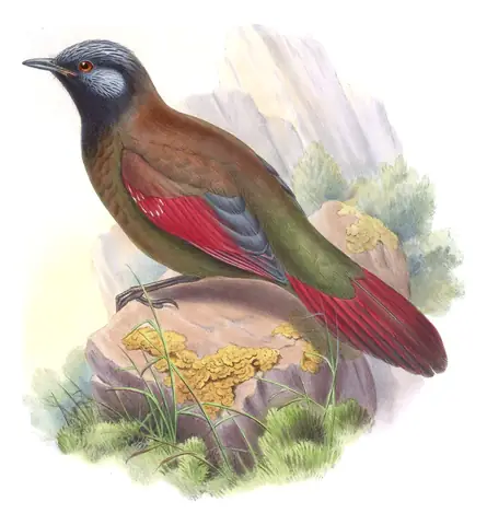 Volume III, plate 36 of Gould's The Birds of Asia: Red-winged Laughingthrush (Trochalopteron formosum)