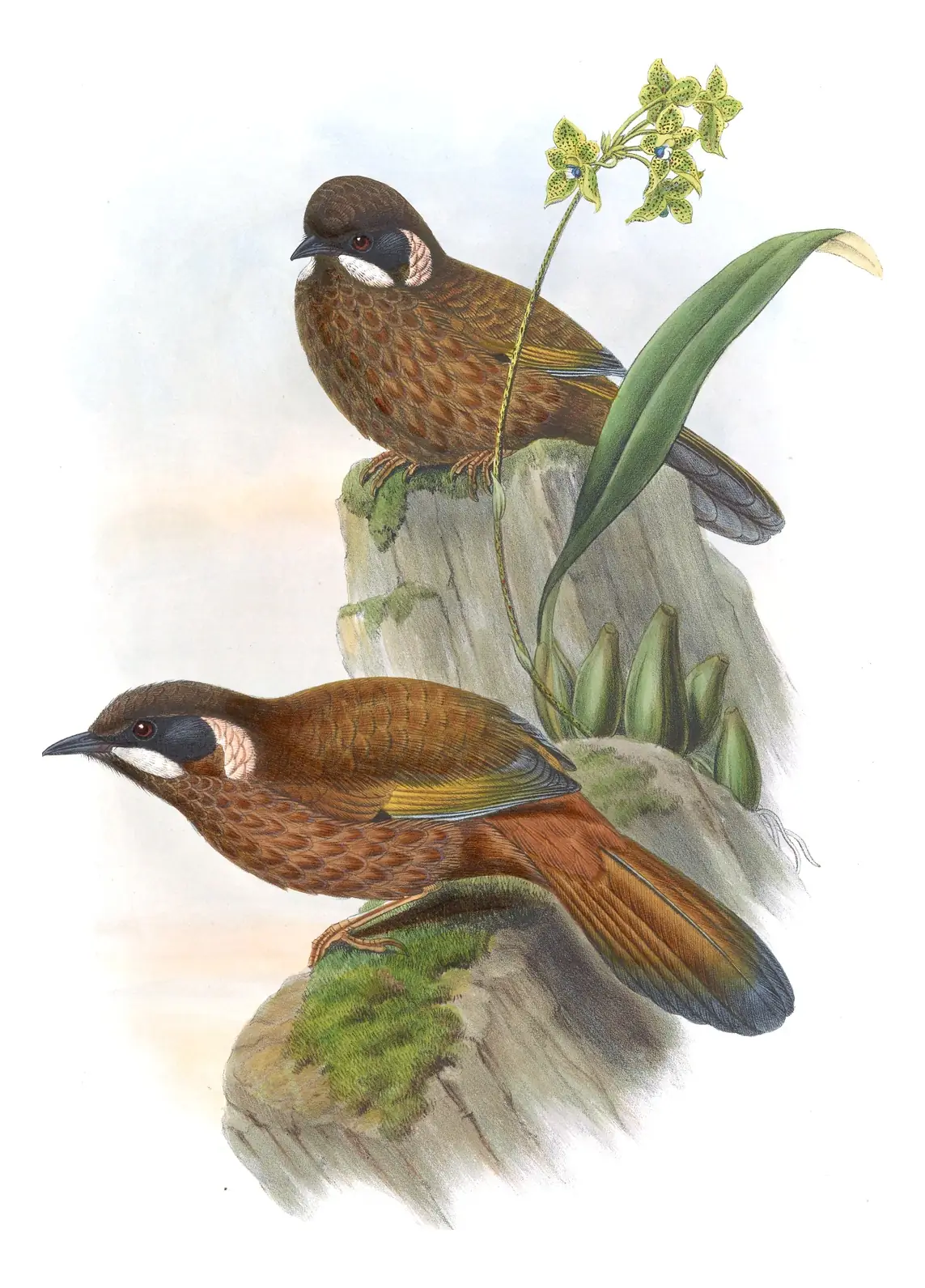 Volume III, plate 37 of Gould's The Birds of Asia: Black-faced Laughingthrush (Trochalopteron affine)