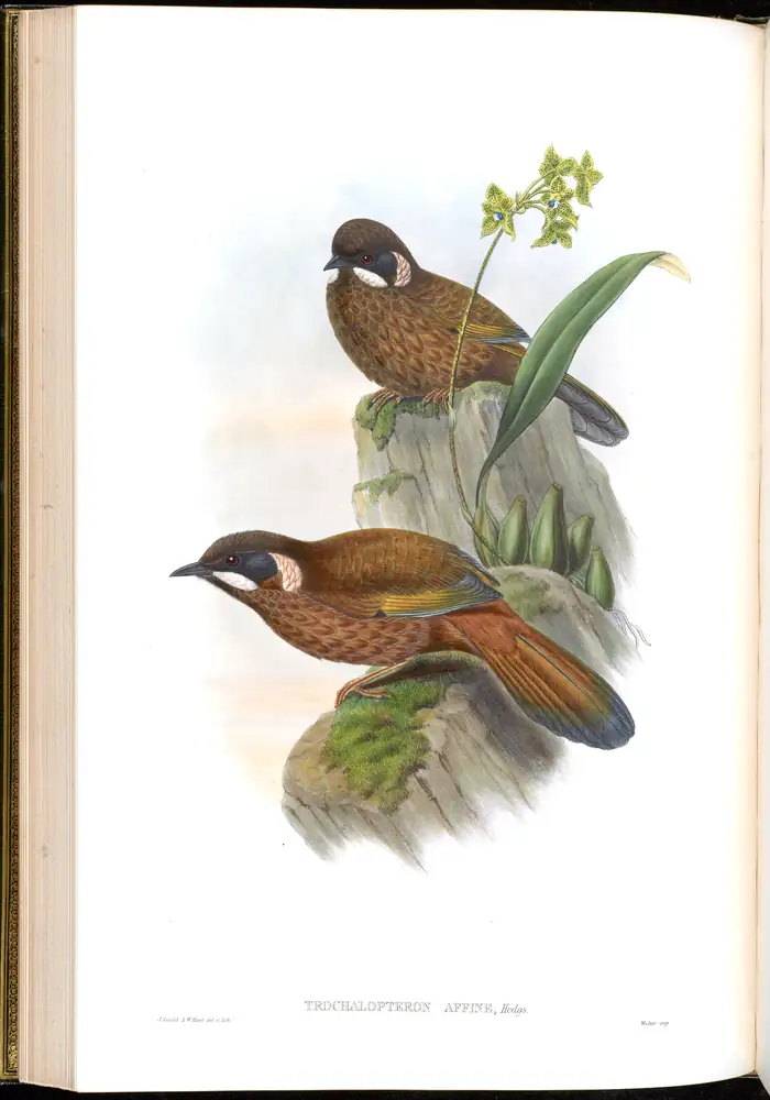 The whole sheet of volume III, plate 37, with its engraved caption