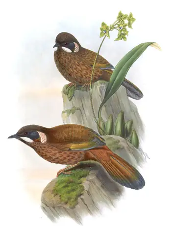Volume III, plate 37 of Gould's The Birds of Asia: Black-faced Laughingthrush (Trochalopteron affine)