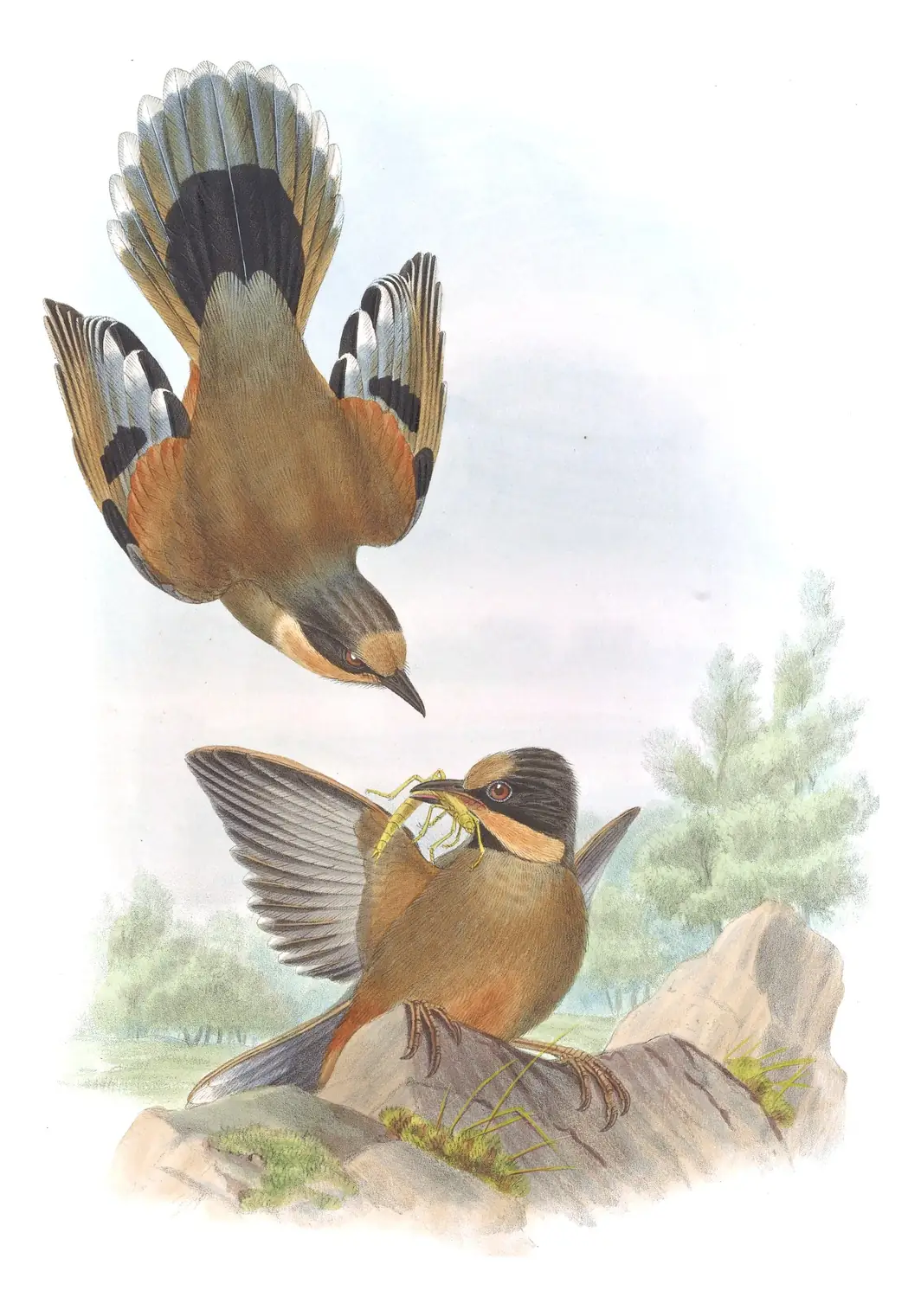 Volume III, plate 38 of Gould's The Birds of Asia: Variegated Laughingthrush (Trochalopteron variegatum)