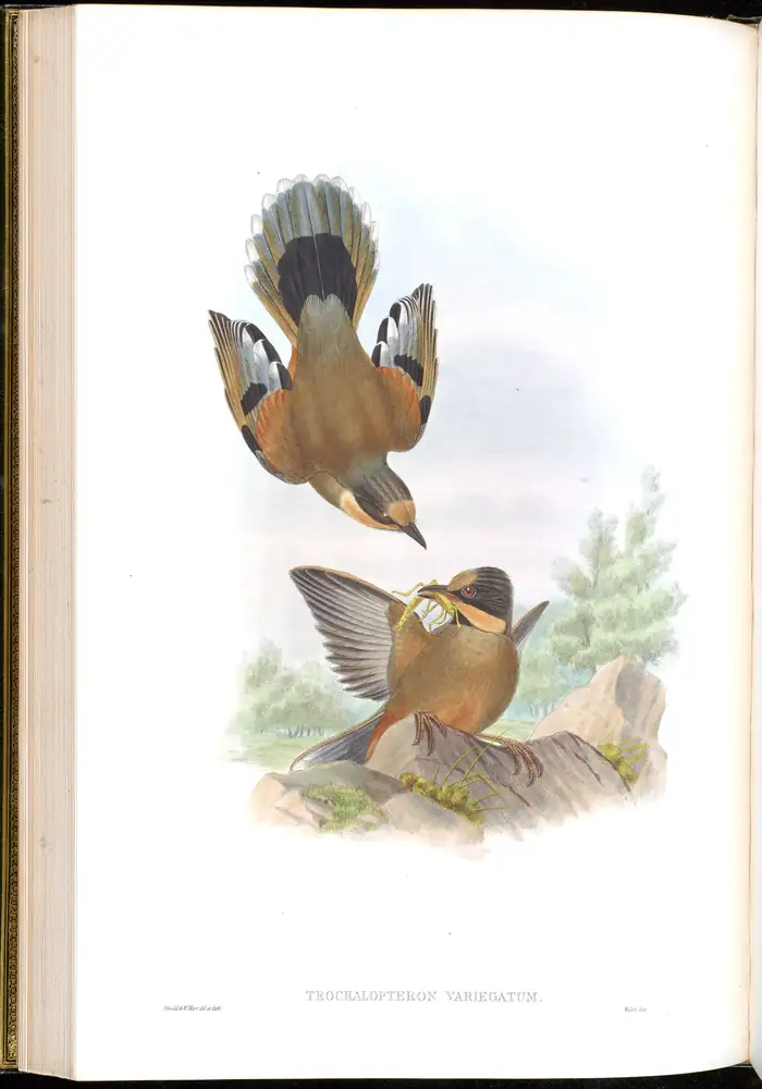 The whole sheet of volume III, plate 38, with its engraved caption