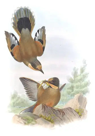 Volume III, plate 38 of Gould's The Birds of Asia: Variegated Laughingthrush (Trochalopteron variegatum)