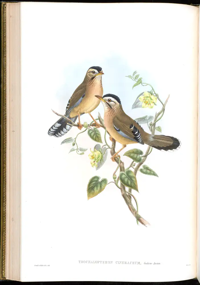 The whole sheet of volume III, plate 39, with its engraved caption