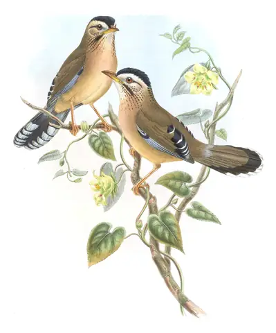 Volume III, plate 39 of Gould's The Birds of Asia: Moustached Laughingthrush (Ianthocincla cineracea)