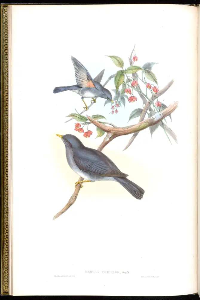 The whole sheet of volume III, plate 4, with its engraved caption