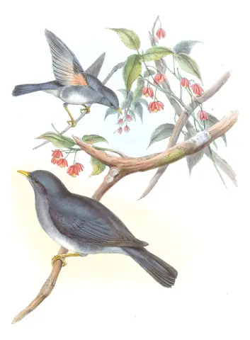 Volume III, plate 4 of Gould's The Birds of Asia: Tickell's Thrush (Turdus unicolor)