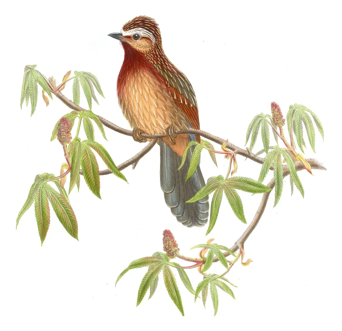Volume III, plate 40 of Gould's The Birds of Asia: Striped Laughingthrush (Trochalopteron virgatum)