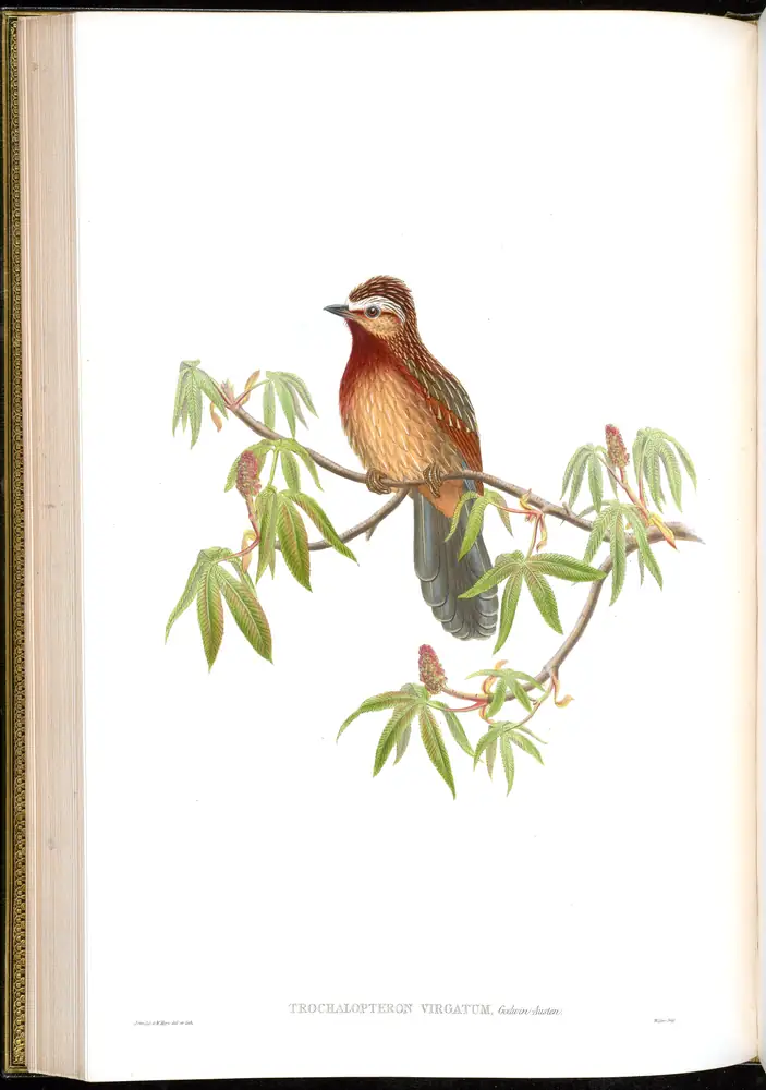 The whole sheet of volume III, plate 40, with its engraved caption