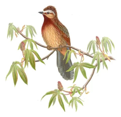 Volume III, plate 40 of Gould's The Birds of Asia: Striped Laughingthrush (Trochalopteron virgatum)