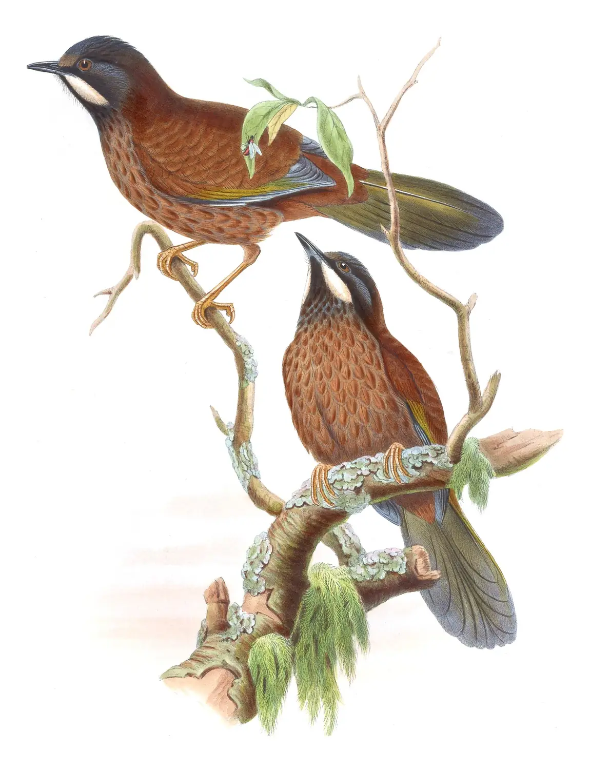 Volume III, plate 41 of Gould's The Birds of Asia: Black-faced Laughingthrush (Trochalopteron affine)