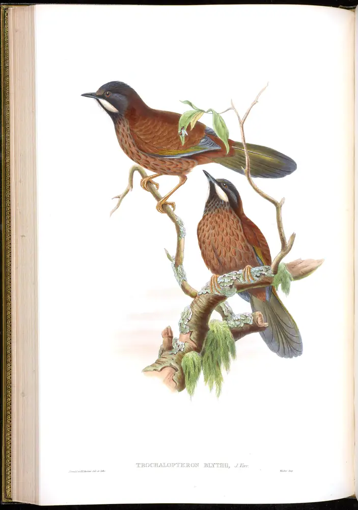 The whole sheet of volume III, plate 41, with its engraved caption