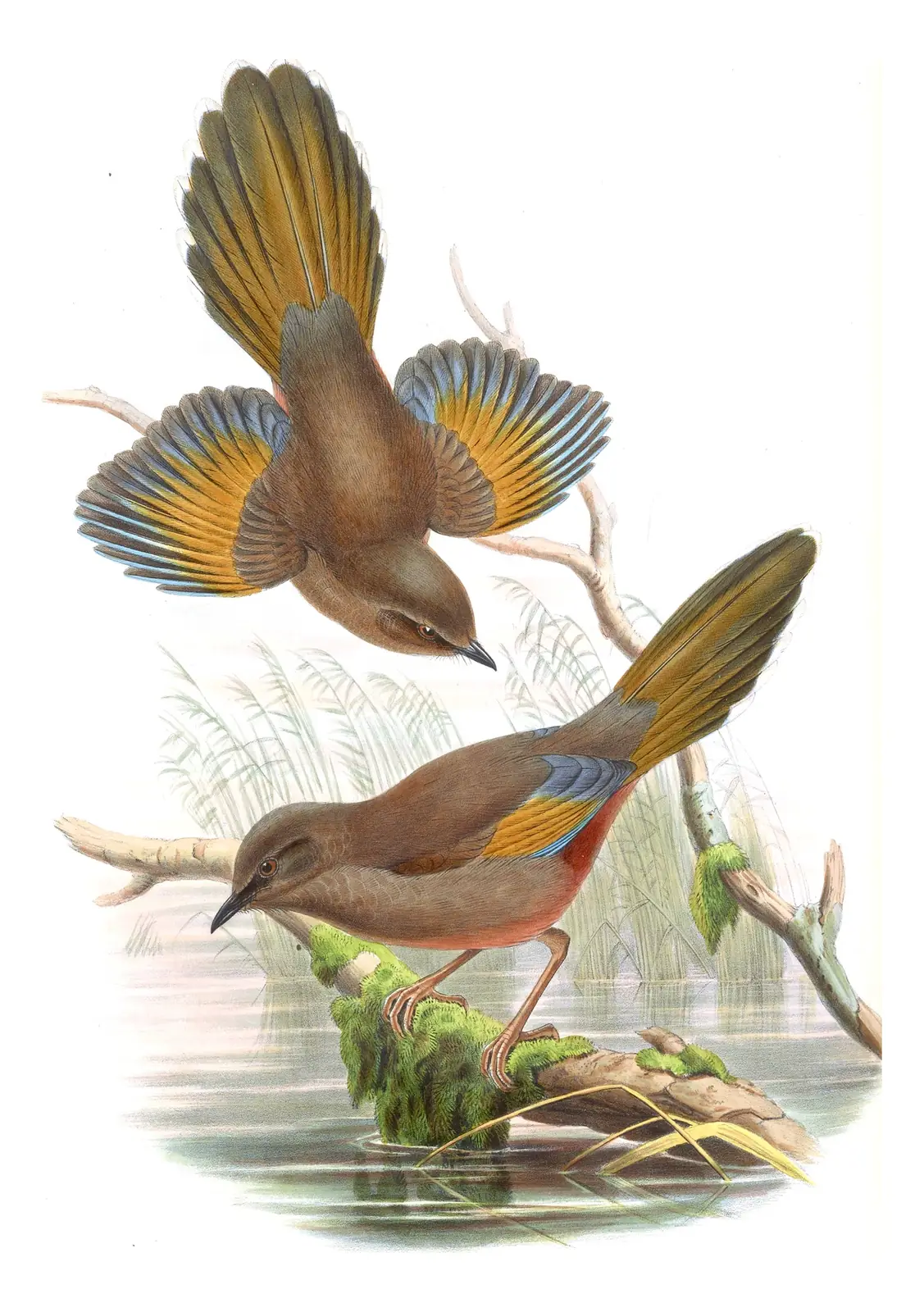 Volume III, plate 42 of Gould's The Birds of Asia: Elliot's Laughingthrush (Trochalopteron elliotii)