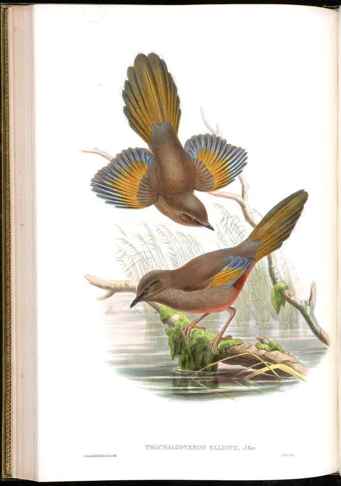 The whole sheet of volume III, plate 42, with its engraved caption