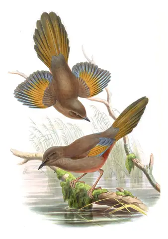 Volume III, plate 42 of Gould's The Birds of Asia: Elliot's Laughingthrush (Trochalopteron elliotii)