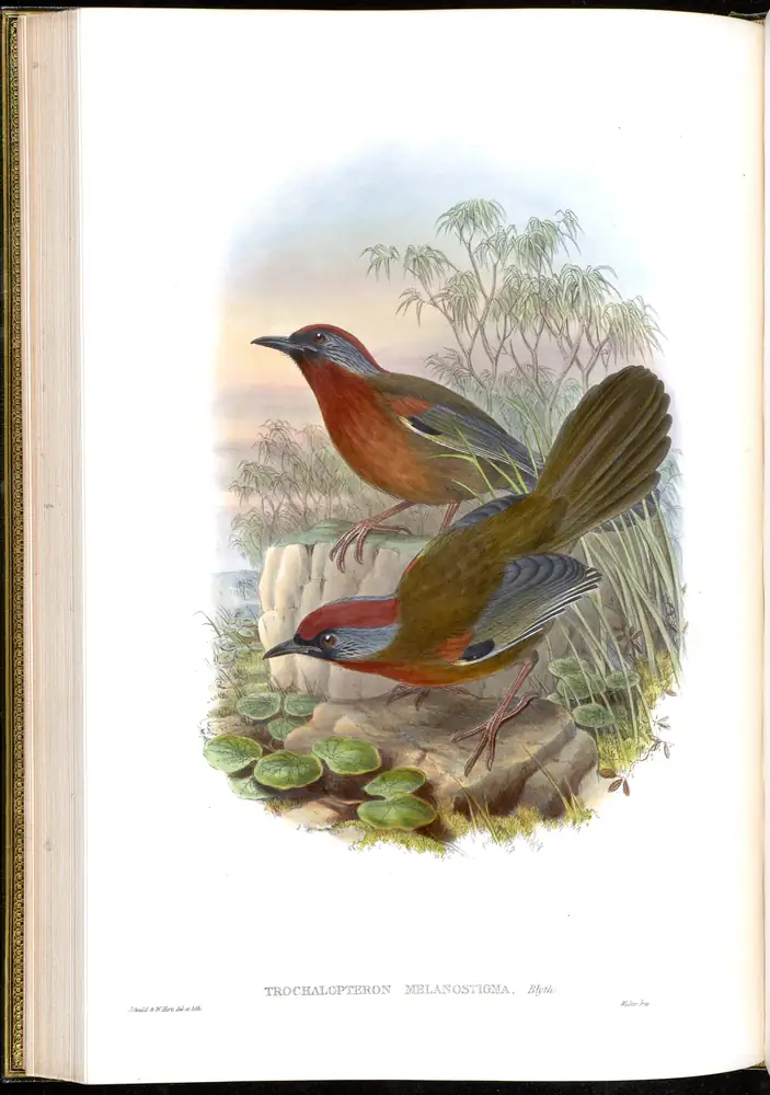 The whole sheet of volume III, plate 43, with its engraved caption