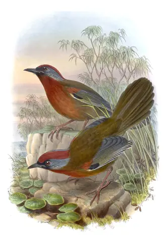Volume III, plate 43 of Gould's The Birds of Asia: Silver-eared Laughingthrush (Trochalopteron melanostigma)