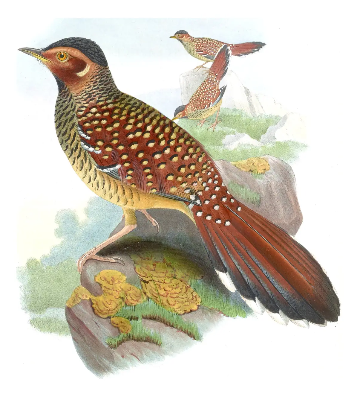 Volume III, plate 44 of Gould's The Birds of Asia: Spotted Laughingthrush (Ianthocincla ocellata)