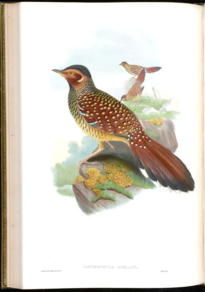 The whole sheet of volume III, plate 44, with its engraved caption