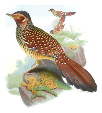 Volume III, plate 44 of Gould's The Birds of Asia: Spotted Laughingthrush (Ianthocincla ocellata)