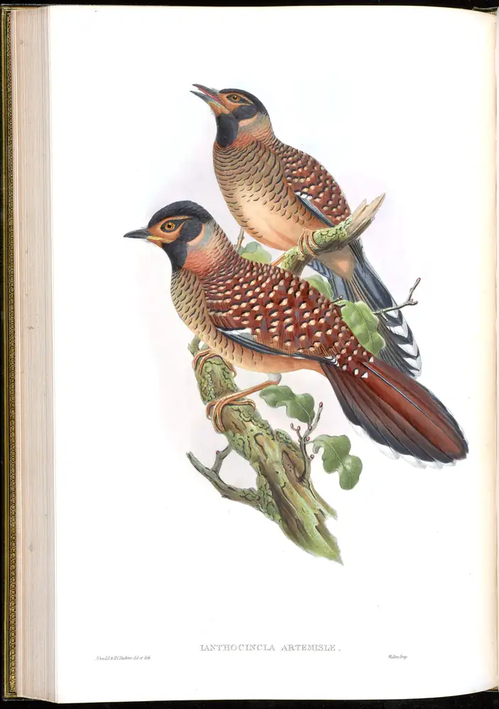 The whole sheet of volume III, plate 45, with its engraved caption
