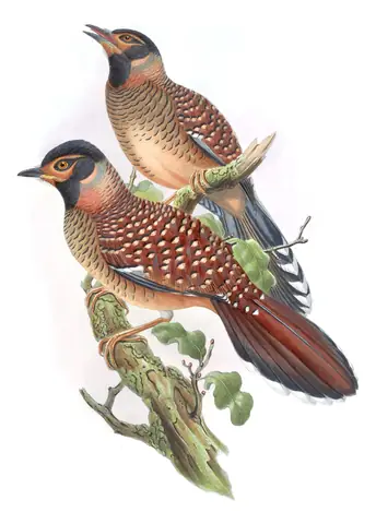 Volume III, plate 45 of Gould's The Birds of Asia: Spotted Laughingthrush (Ianthocincla ocellata)