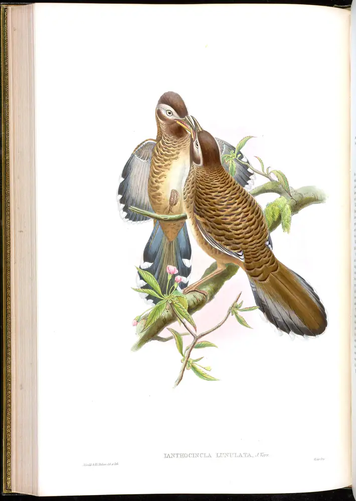 The whole sheet of volume III, plate 46, with its engraved caption