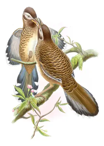 Volume III, plate 46 of Gould's The Birds of Asia: Barred Laughingthrush (Ianthocincla lunulata)