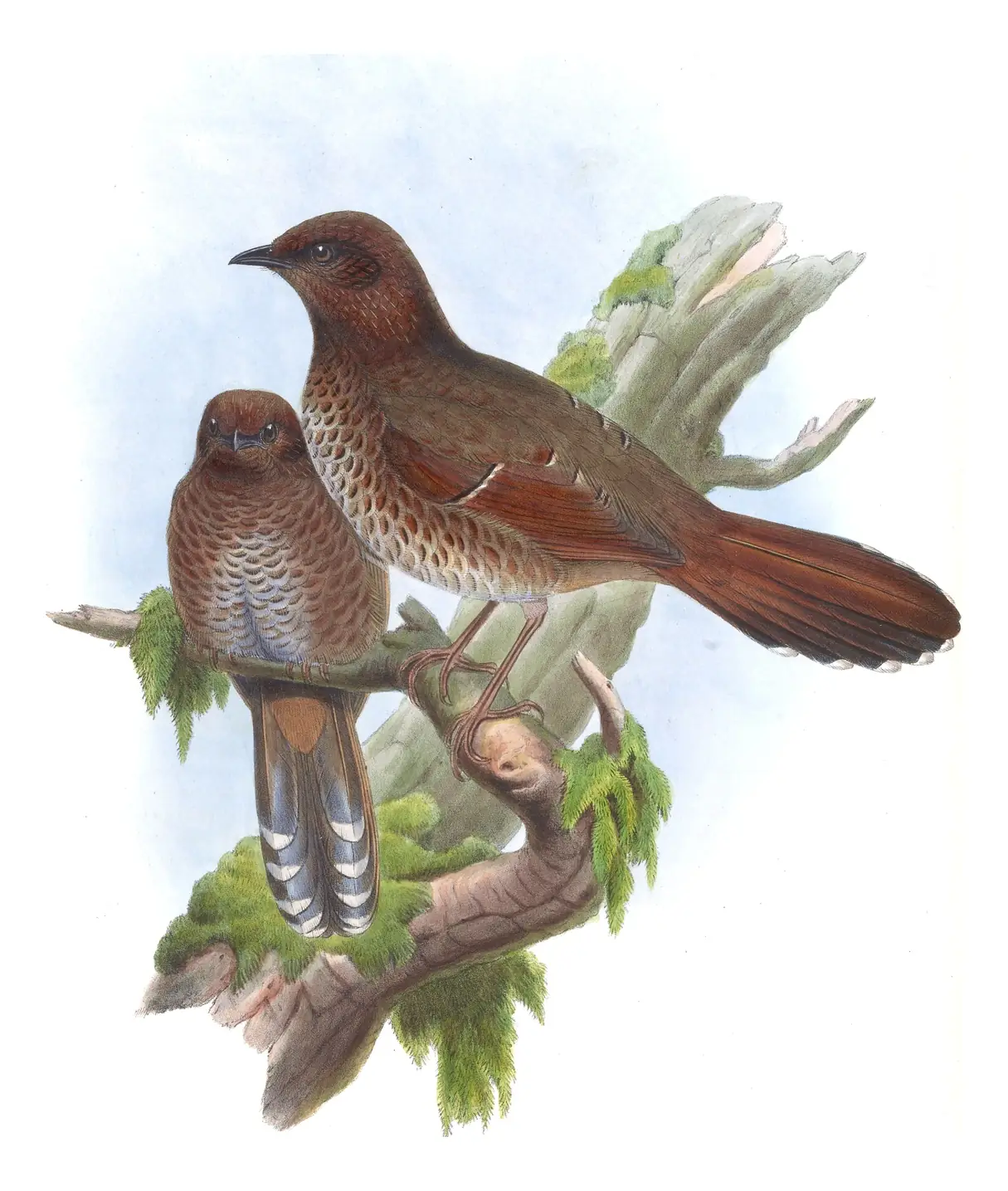 Volume III, plate 47 of Gould's The Birds of Asia: Brown-capped Laughingthrush (Trochalopteron austeni)