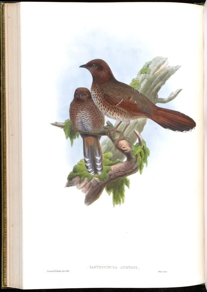 The whole sheet of volume III, plate 47, with its engraved caption