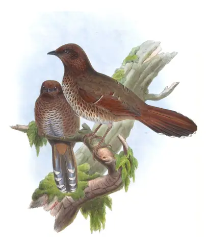 Volume III, plate 47 of Gould's The Birds of Asia: Brown-capped Laughingthrush (Trochalopteron austeni)
