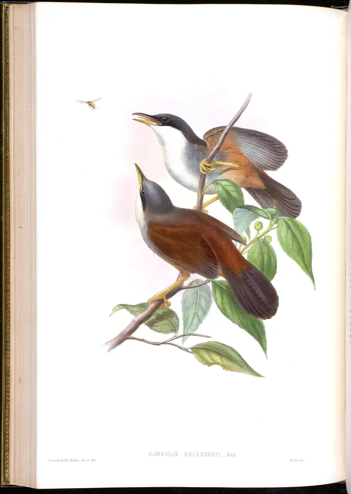 The whole sheet of volume III, plate 48, with its engraved caption