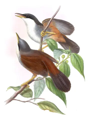 Volume III, plate 48 of Gould's The Birds of Asia: Wayanad Laughingthrush (Pterorhinus delesserti)