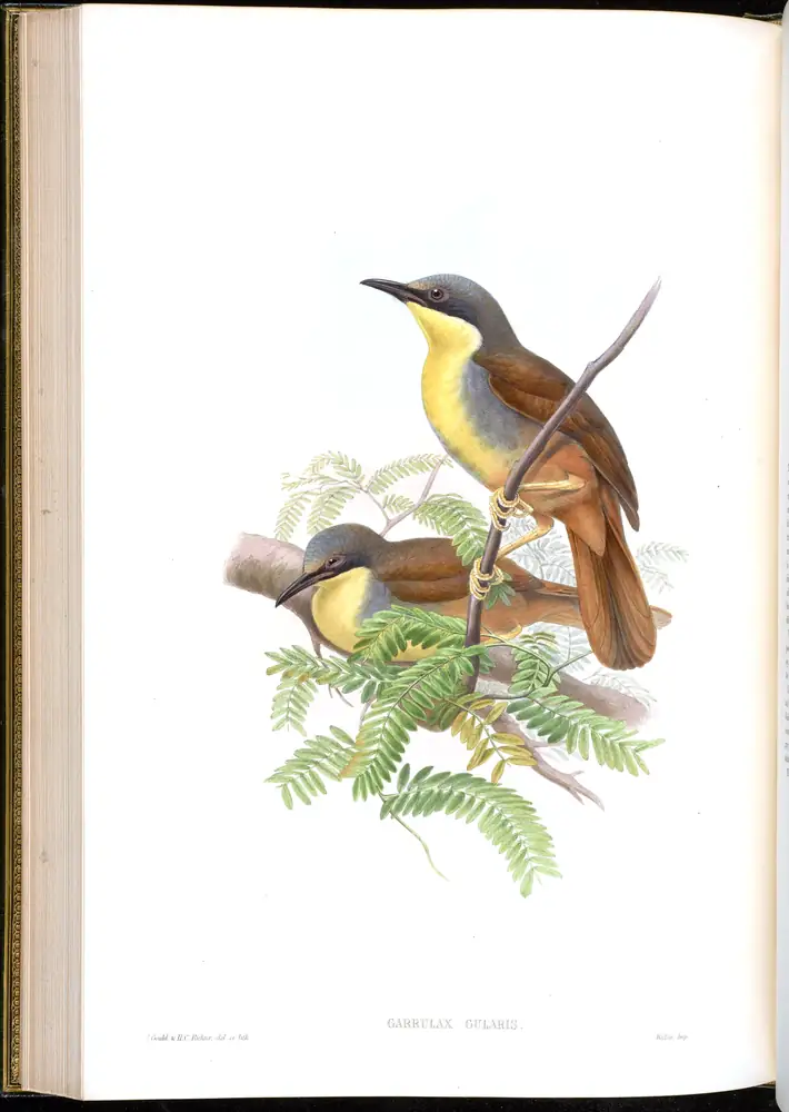 The whole sheet of volume III, plate 49, with its engraved caption