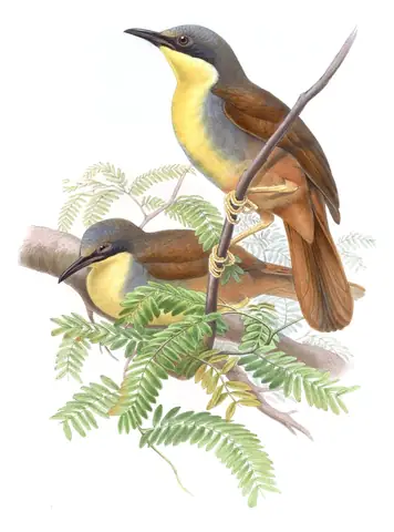 Volume III, plate 49 of Gould's The Birds of Asia: Rufous-vented Laughingthrush (Pterorhinus gularis)