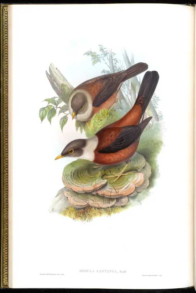 The whole sheet of volume III, plate 5, with its engraved caption