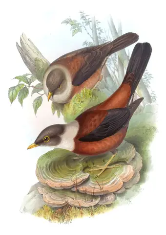 Volume III, plate 5 of Gould's The Birds of Asia: Chestnut Thrush (Turdus rubrocanus)