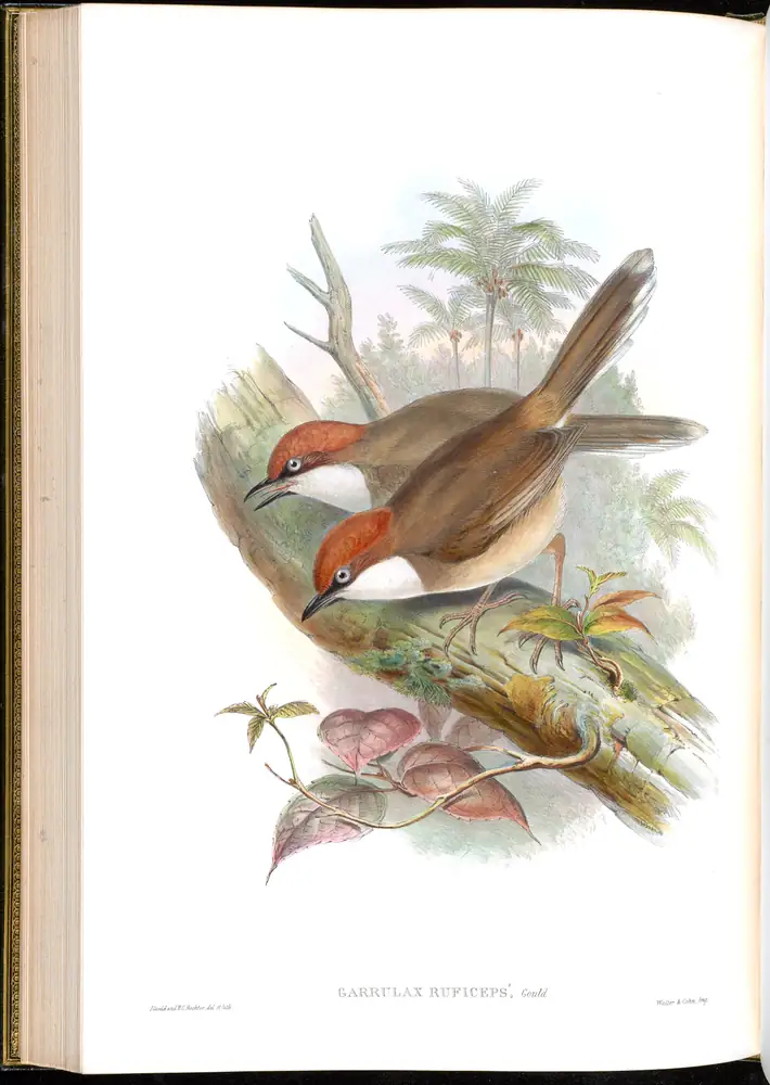 The whole sheet of volume III, plate 50, with its engraved caption