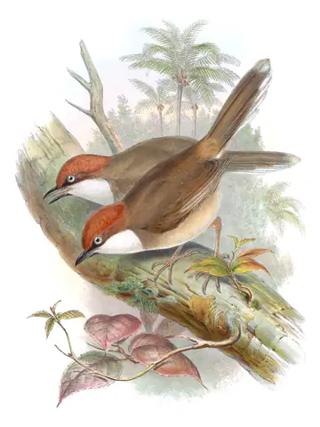 Volume III, plate 50 of Gould's The Birds of Asia: Rufous-crowned Laughingthrush (Pterorhinus ruficeps)