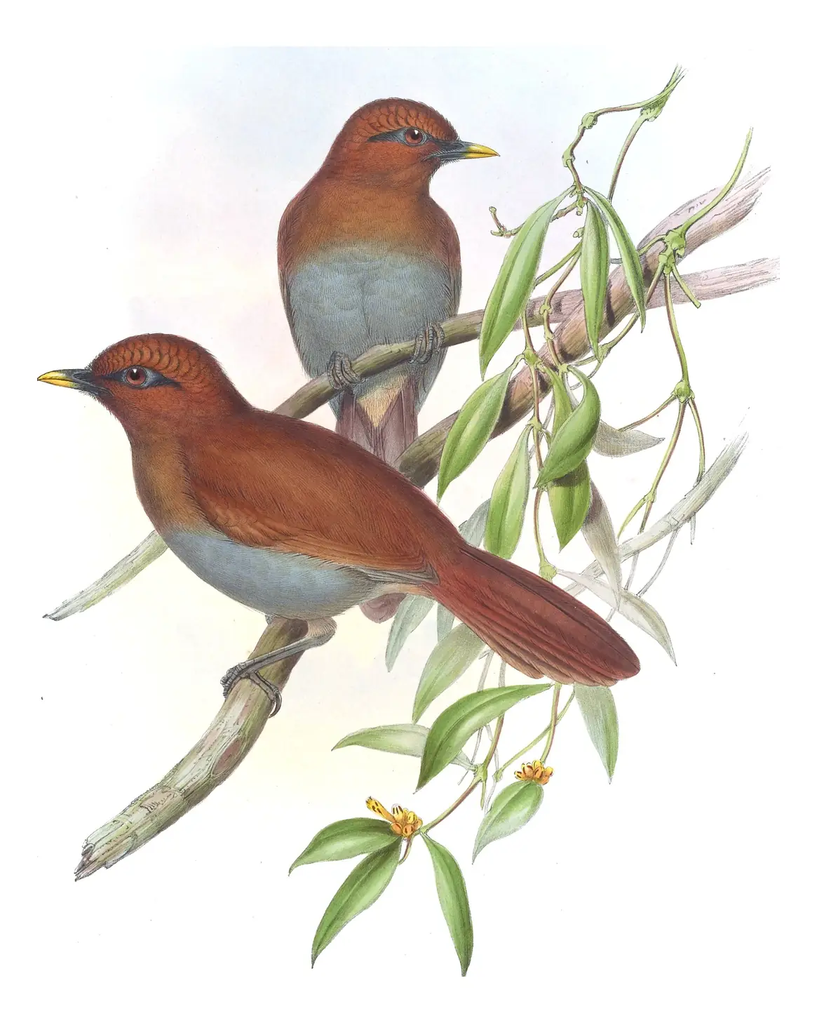 Volume III, plate 51 of Gould's The Birds of Asia: Rusty Laughingthrush (Pterorhinus poecilorhynchus)