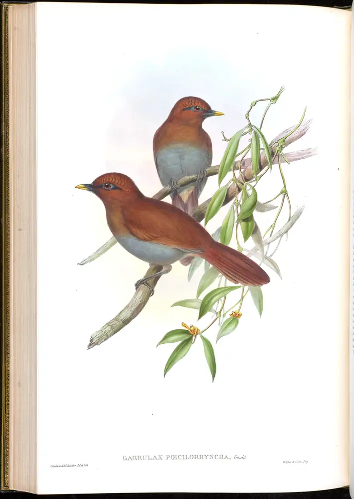 The whole sheet of volume III, plate 51, with its engraved caption