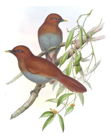 Volume III, plate 51 of Gould's The Birds of Asia: Rusty Laughingthrush (Pterorhinus poecilorhynchus)