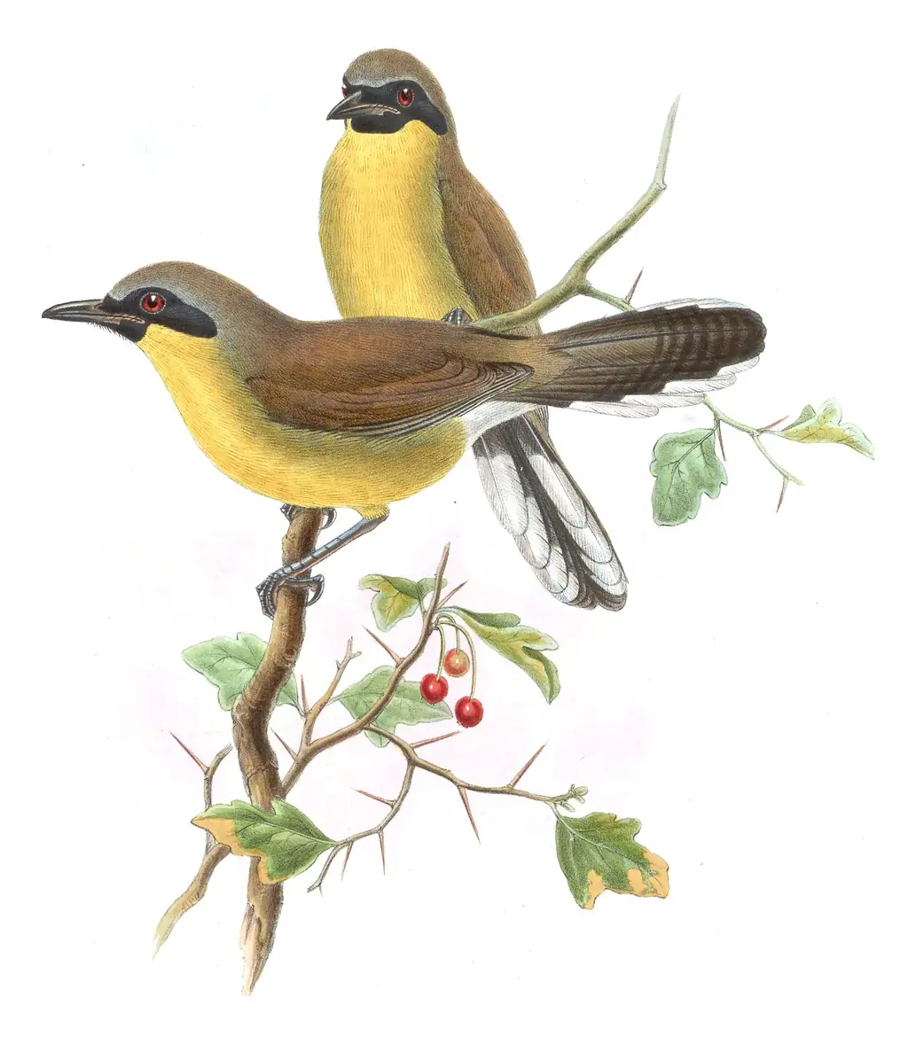 Volume III, plate 52 of Gould's The Birds of Asia: Yellow-throated Laughingthrush (Pterorhinus galbanus)
