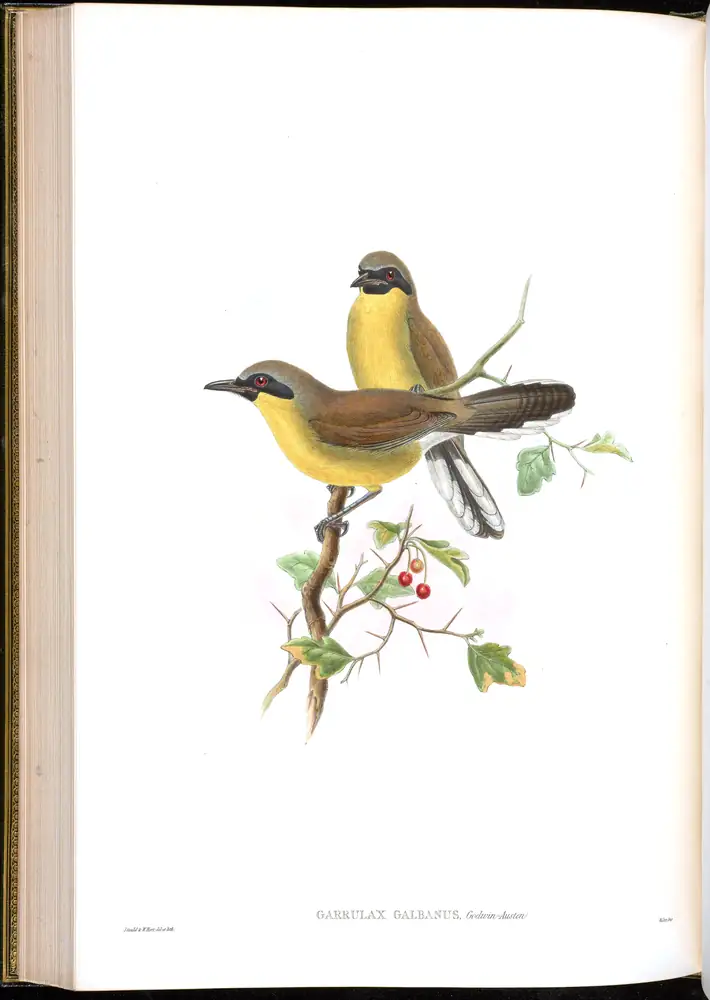 The whole sheet of volume III, plate 52, with its engraved caption