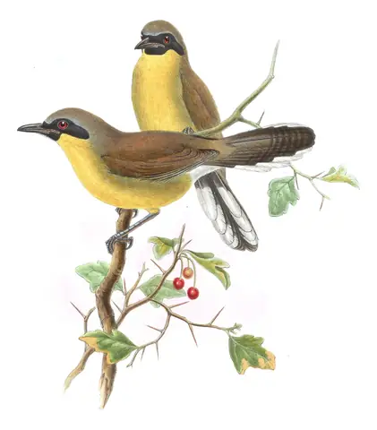 Volume III, plate 52 of Gould's The Birds of Asia: Yellow-throated Laughingthrush (Pterorhinus galbanus)